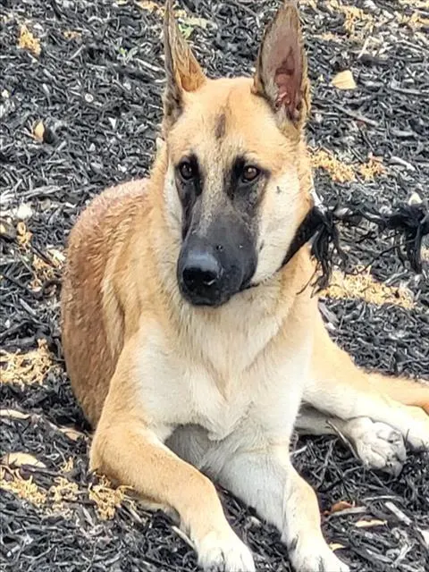 Denali