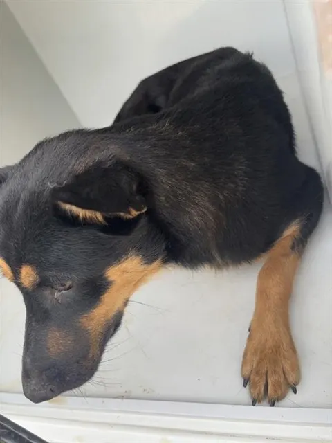 Adoptable Dog