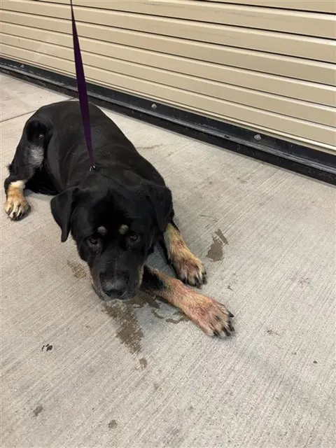 Adoptable Dog
