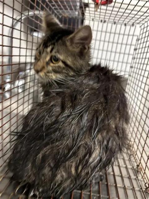 Adoptable Cat