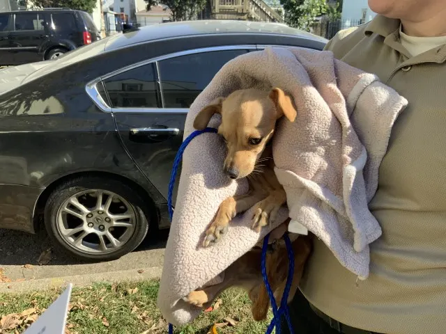 Adoptable Dog
