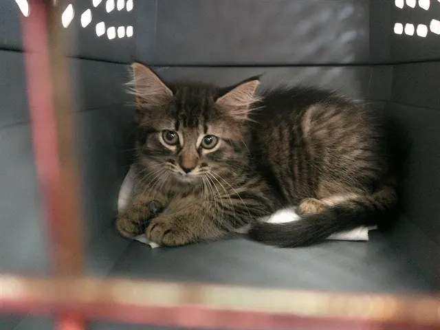 Adoptable Cat