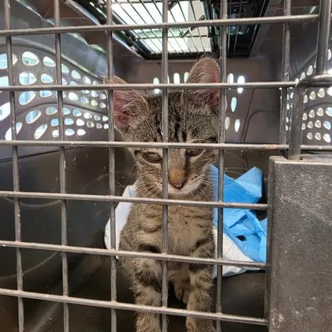 Adoptable pet
