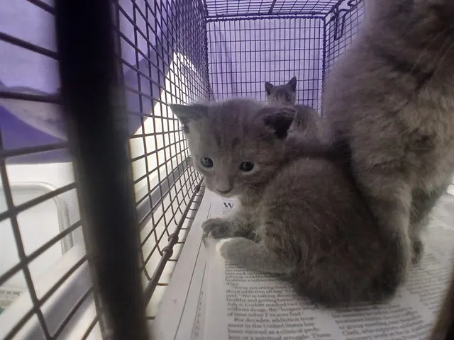 Adoptable Cat
