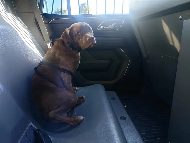 Adoptable Dog