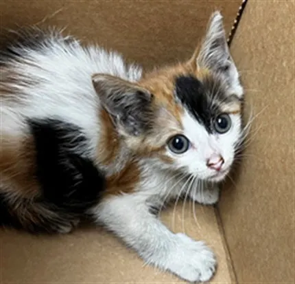 Adoptable Cat