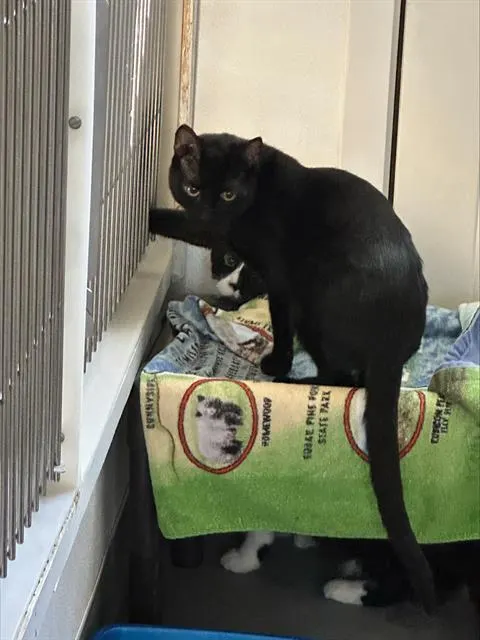 Sammy