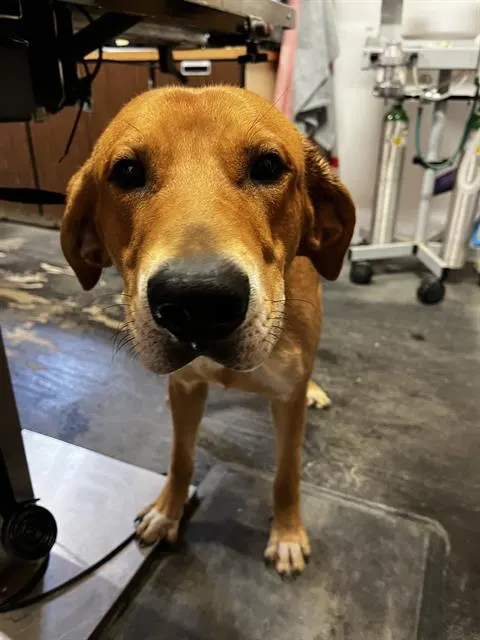 Brutus