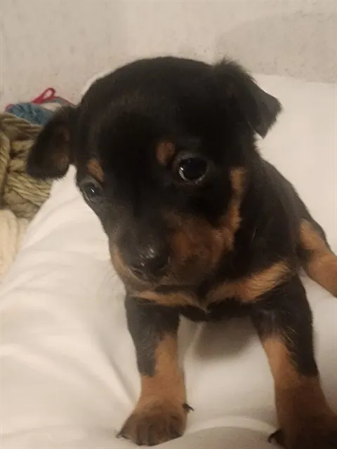 Rolo