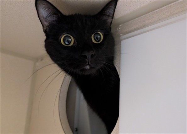 Elvira