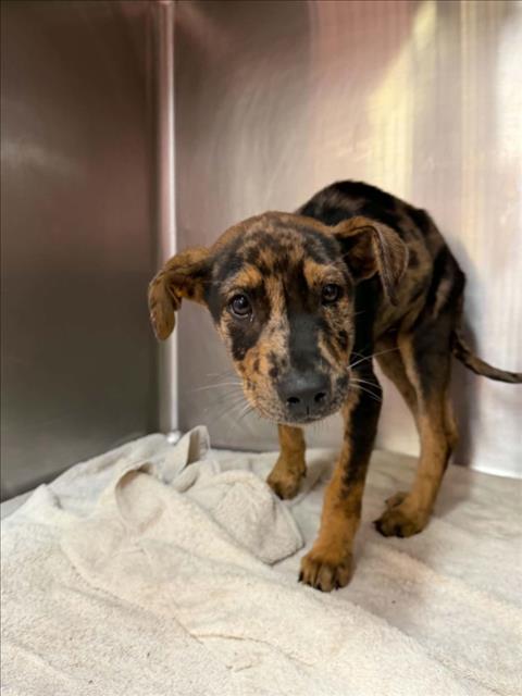 Adoptable Dog