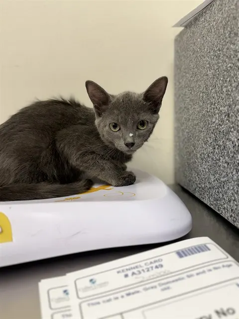 Simba