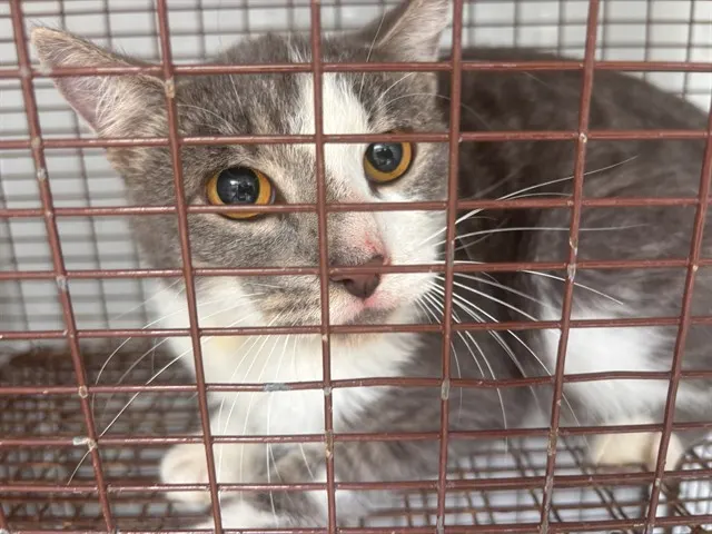 Adoptable Cat