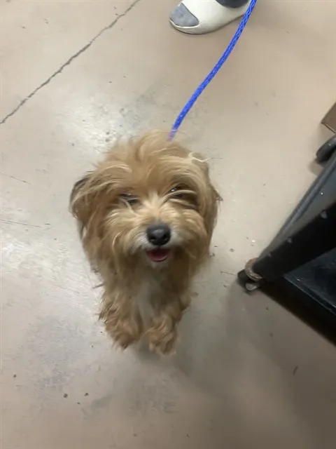 Adoptable Dog