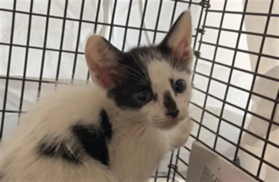 Adoptable Cat