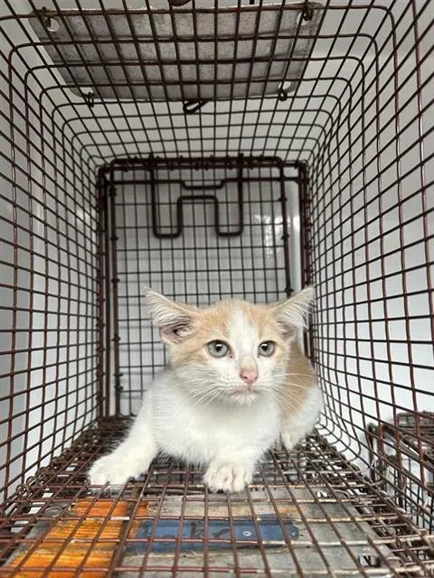 Adoptable Cat