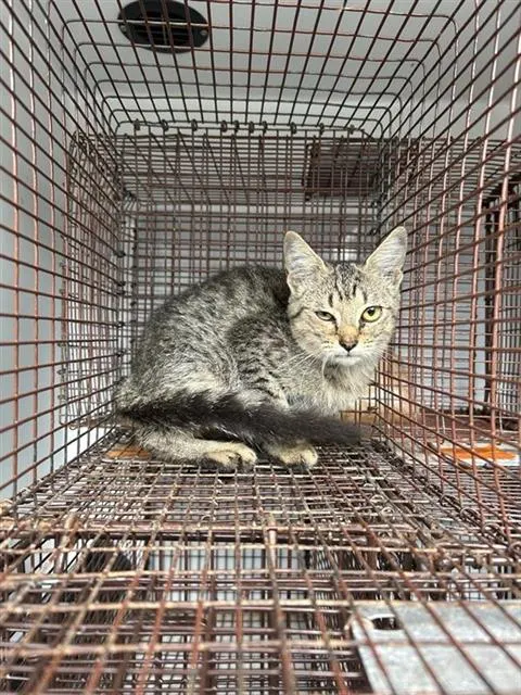 Adoptable Cat