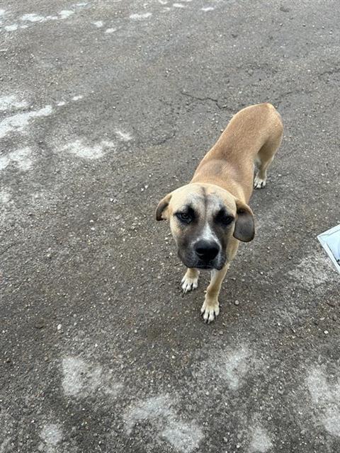 Adoptable Dog