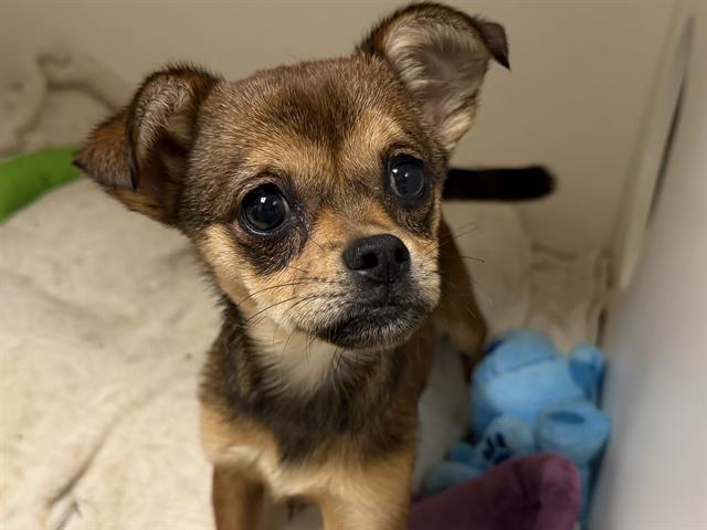 Adoptable Dog
