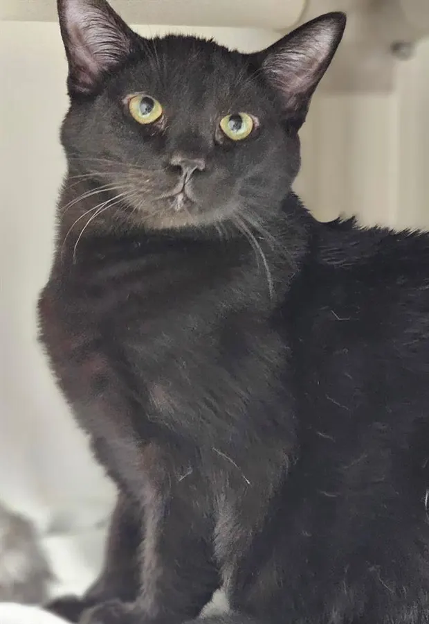 Bagheera