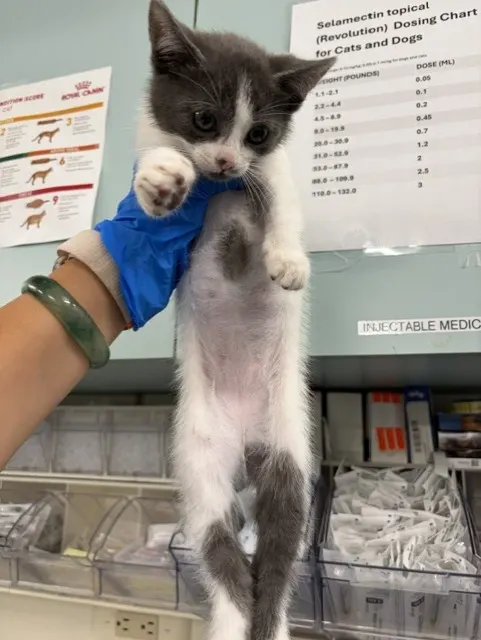 Adoptable Cat