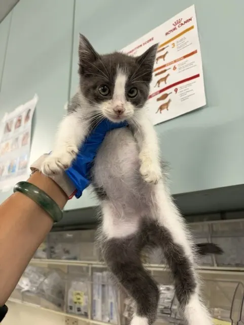 Adoptable Cat