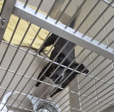 Pupperoni