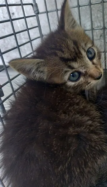 Adoptable Cat