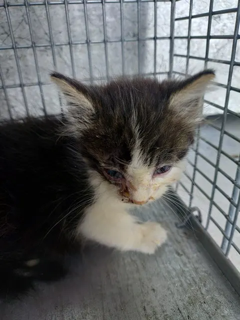 Adoptable Cat