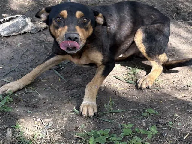 Adoptable Dog