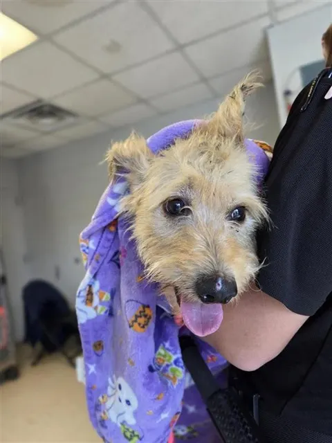 Adoptable Dog