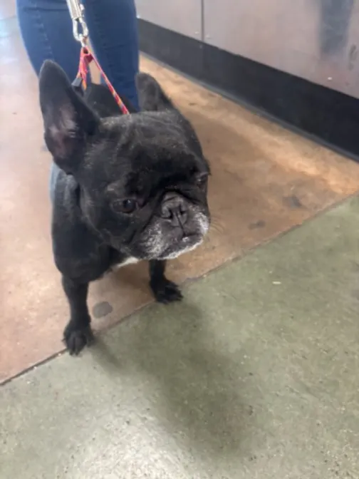 Coco
