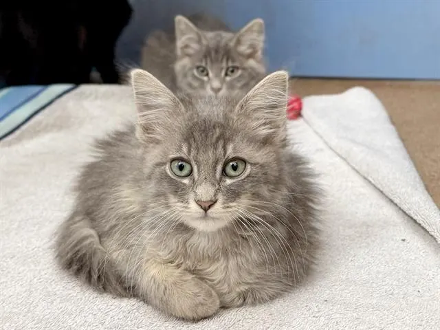 Meowly Cyrus