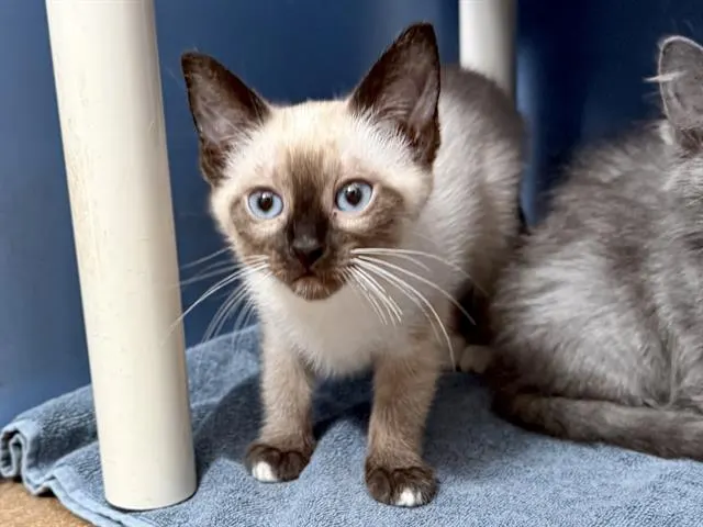 Katy Purry