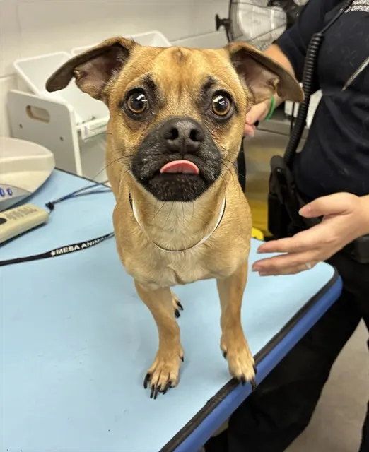 Paco