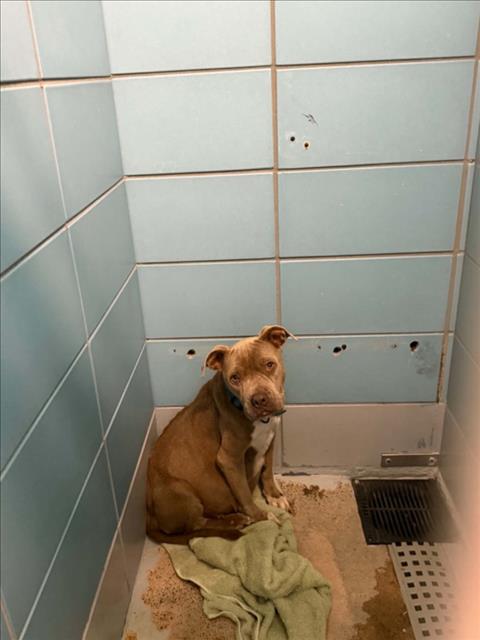Adoptable Dog