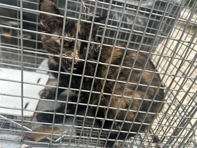 Adoptable Cat