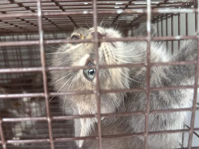 Adoptable Cat