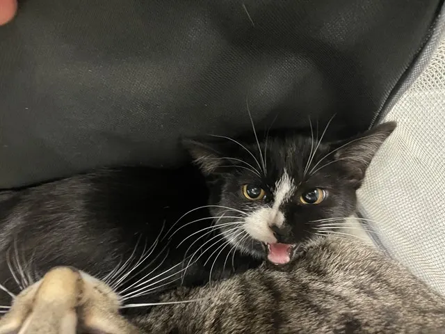 Adoptable Cat