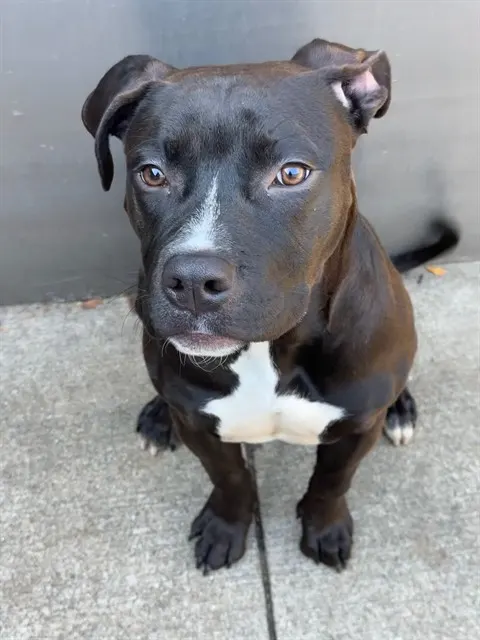 Sweet Pea