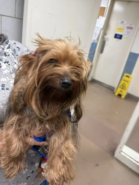 Adoptable Dog