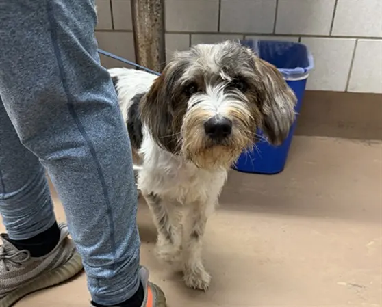 Adoptable Dog