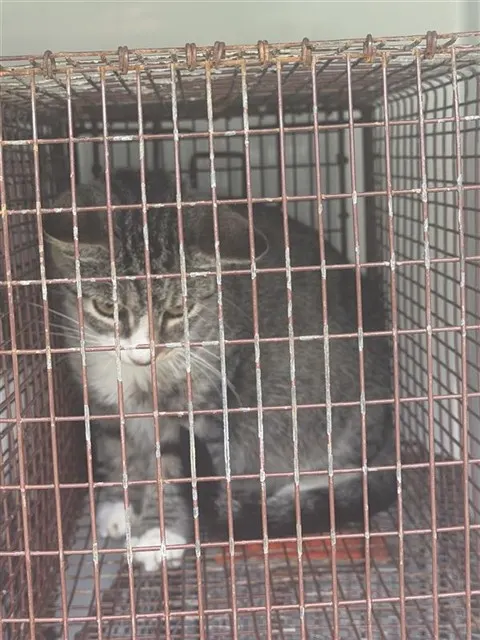 Adoptable Cat