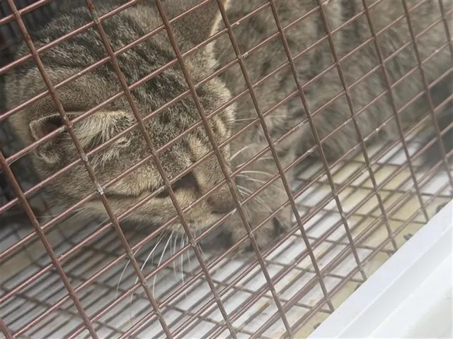 Adoptable Cat