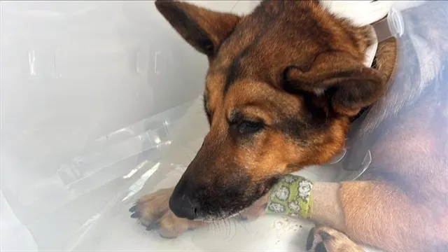 Adoptable Dog