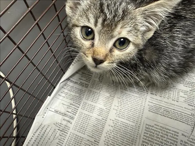 Adoptable Cat