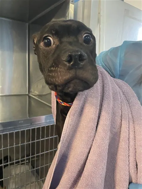Adoptable Dog