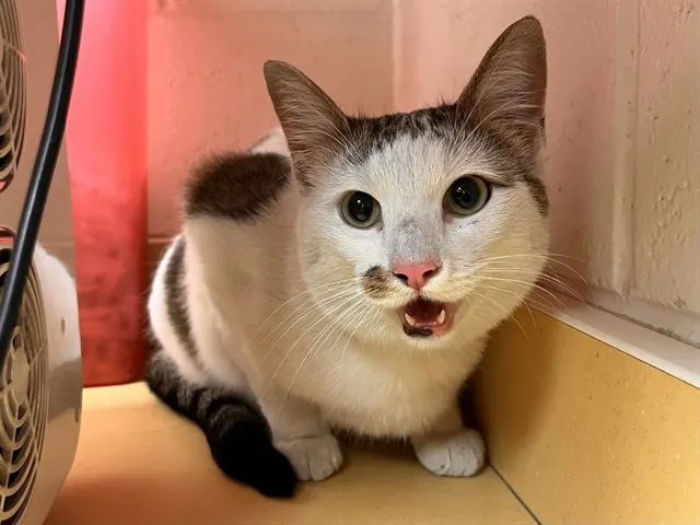 Leota