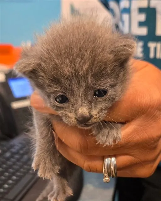 Adoptable Cat
