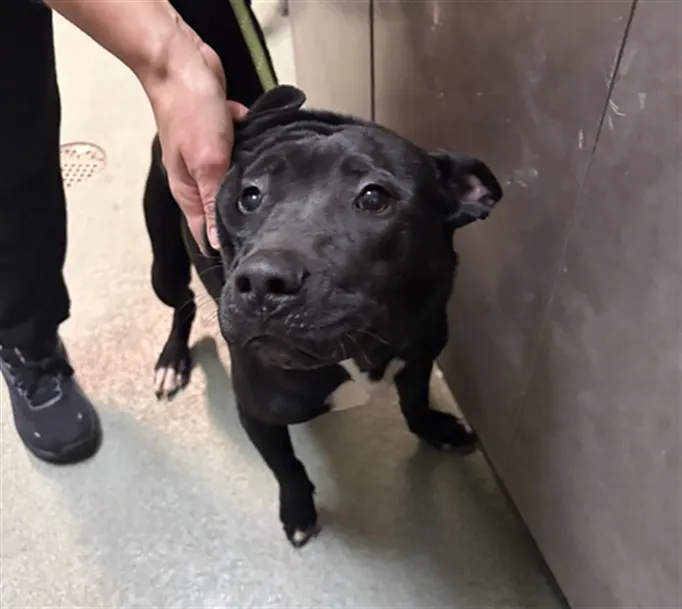 Adoptable Dog